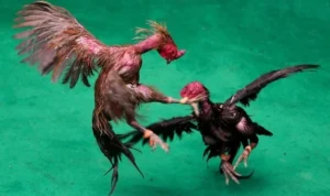 Đá Gà GA28 Tại Sodo6789