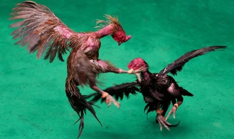 Đá Gà GA28 Tại Sodo6789