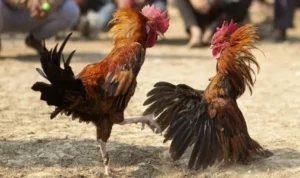 Đá Gà WS168 Tại Sodo6789