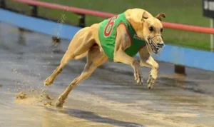 Đua Chó Tại Sodo6789