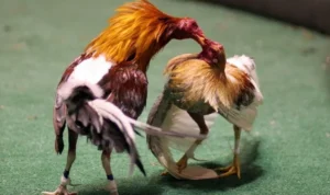 Đá Gà Sabong Tại Sodo6789