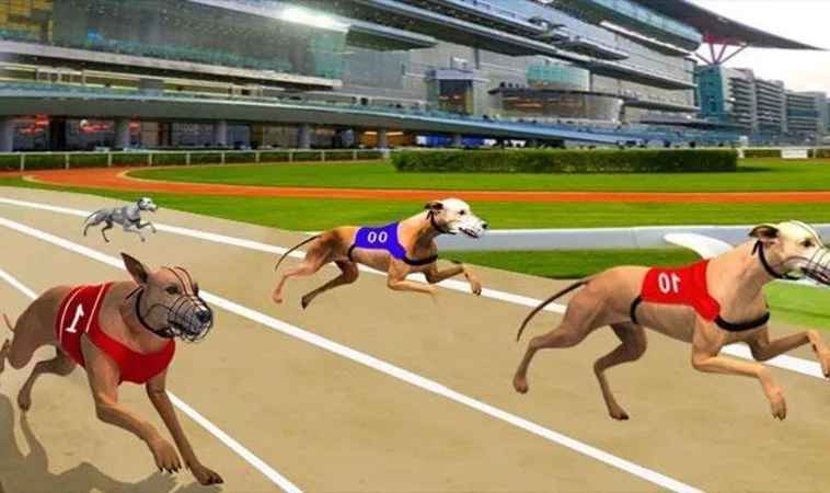 Kinh Nghiệm Chơi Game Nhanh Đua Chó Tại Sodo6789 Chắc Thắng 2 Cách chơi game nhanh Đua Chó Tại Sodo6789